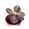 Kalanchoe partridge