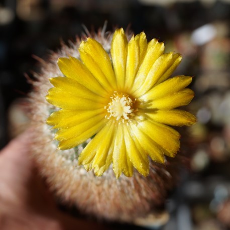 Parodia sp, более 25 лет, коллекционная