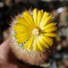 Parodia sp, более 25 лет, коллекционная