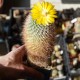 Parodia sp, более 25 лет, коллекционная
