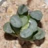 Haworthia maughanii