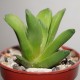 Haworthia maughanii Nijiro no Hana