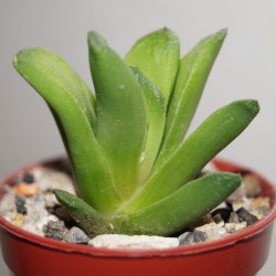 Haworthia maughanii Nijiro no Hana
