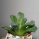 Haworthia truncata x Yulia мультигибрид