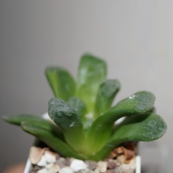 Haworthia truncata x Yulia мультигибрид
