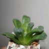 Haworthia truncata x Yulia мультигибрид