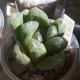 Haworthia maughanii гибрид Yulia