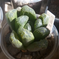 Haworthia maughanii гибрид ( x Yulia)