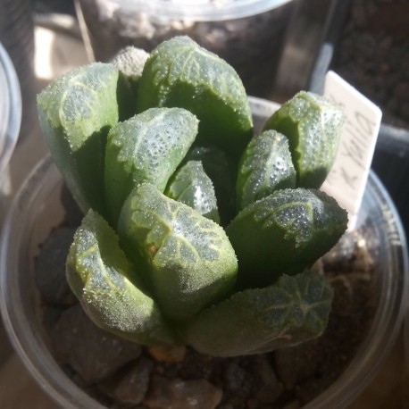 Haworthia maughanii гибрид Yulia