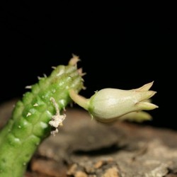 Echidnopsis insularis