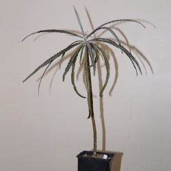 Boswellia elongata