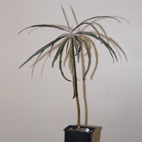 Boswellia elongata