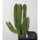 Stapelia gigantea