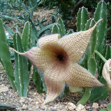 Stapelia gigantea