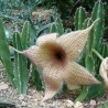 Stapelia gigantea - столон