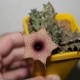 Huernia hislopii