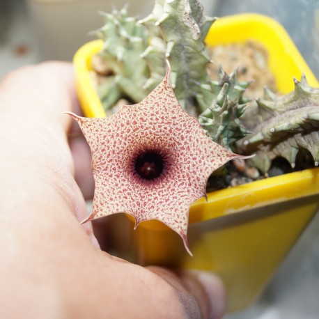 Huernia hislopii