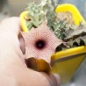 Huernia hislopii Zimbabwe - столон