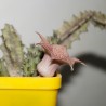 Huernia hislopii Zimbabwe