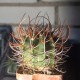 Denmoza erythrocephala - 20 лет, коллекционный