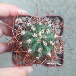 Denmoza rhodacantha - 20 лет, коллекционный