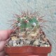 Denmoza rhodacantha - 20 лет, коллекционный