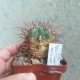 Denmoza rhodacantha - 20 лет, коллекционный