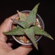 Aloe сортовое Marmalade