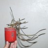Euphorbia platyclada - черенок