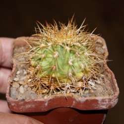 Melocactus dawsonii