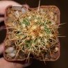 Melocactus dawsonii 1950