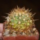 Melocactus dawsonii
