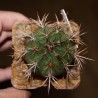 Melocactus bahiensis