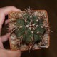 Melocactus brederooianus