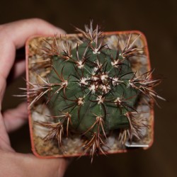 Melocactus brederooianus