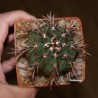 Melocactus brederooianus, 20 лет