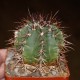 Melocactus brederooianus