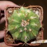 Melocactus guitarti
