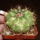 Melocactus guitarti