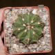 Melocactus curvispinus v. caesius