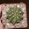 Melocactus curvispinus v. caesius