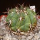 Melocactus curvispinus v. caesius