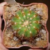 Melocactus curvispinus v. caesius small