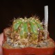 Melocactus curvispinus v. caesius