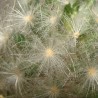 Mammillaria plumosa