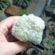 Mammillaria plumosa