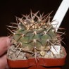 Gymnocalycium riojense