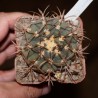 Gymnocalycium riojense