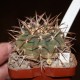Gymnocalycium riojense