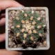 Gymnocalycium joossensianum